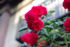 軒先の美しい薔薇