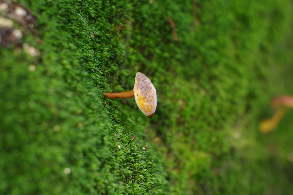 雨あがり