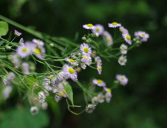 風にそよぐ可憐花