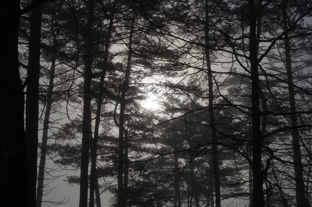 forest