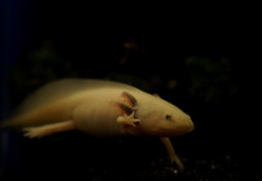 ウーパールーパー