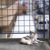 またおいでなすったか