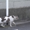 スルー