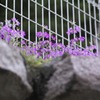 高嶺の花