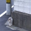 Emergency!!　ボス出現