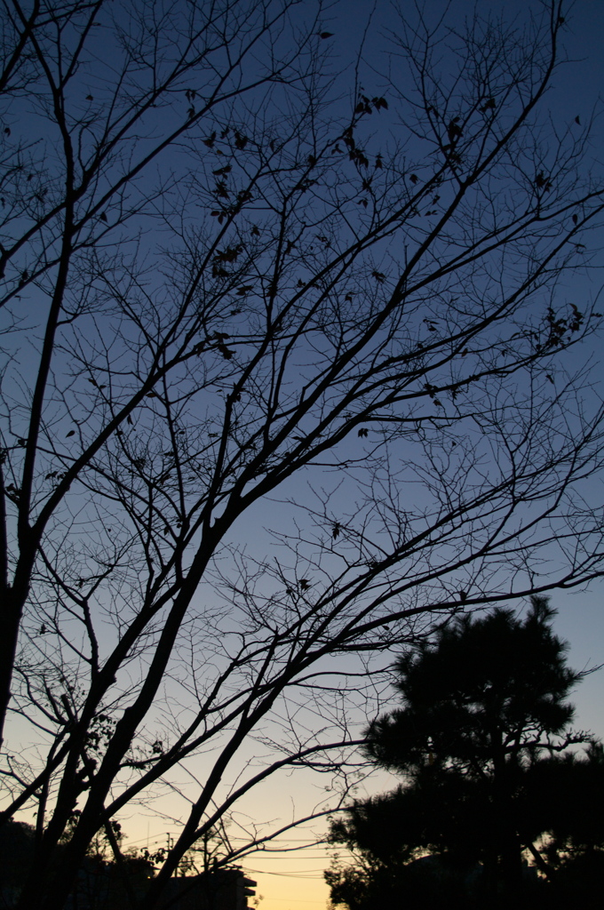 Shadow