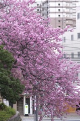 ロープウェー街の桜