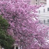 ロープウェー街の桜