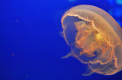 クラゲ