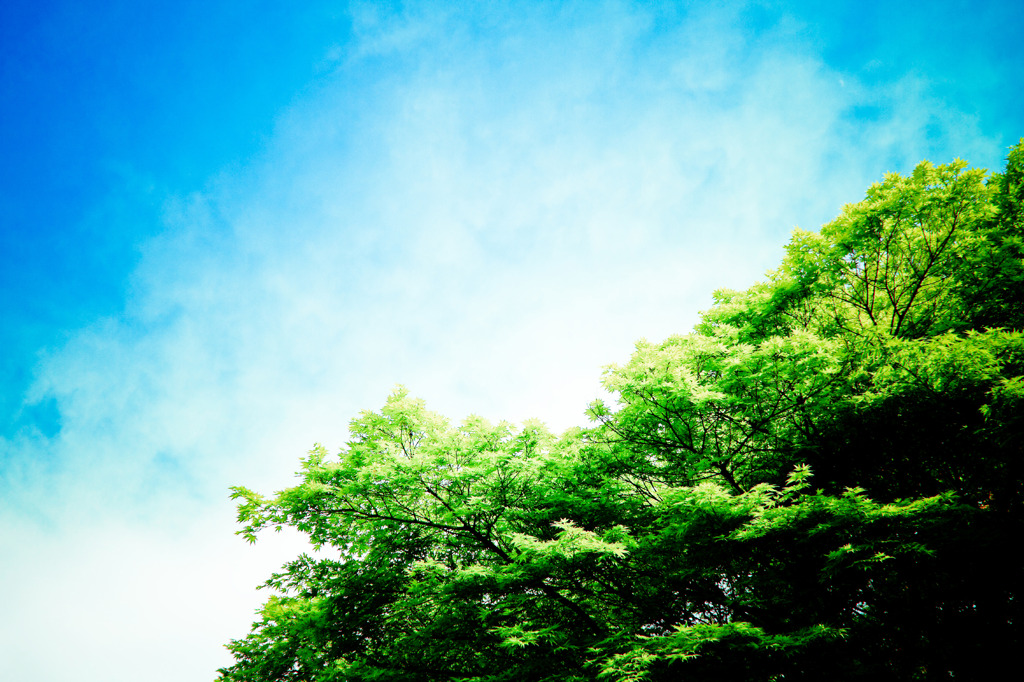 新緑と空。
