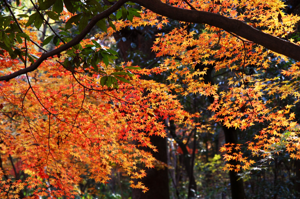 紅葉＠糺の森