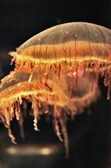 ハナガサクラゲ