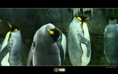 キングペンギン