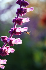 サルビア・レウカンタ