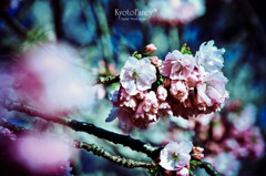 IMG_2468 IMG_2468