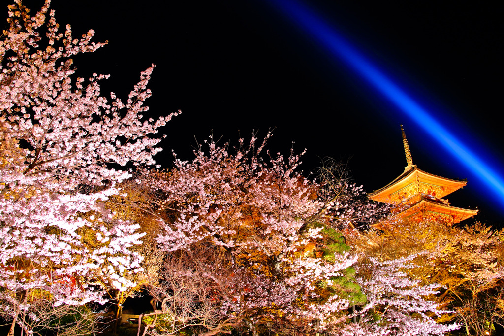清水寺-夜の特別拝観（春）夜桜