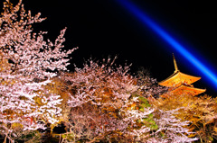 清水寺-夜の特別拝観（春）夜桜