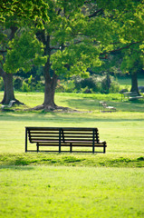 The Bench