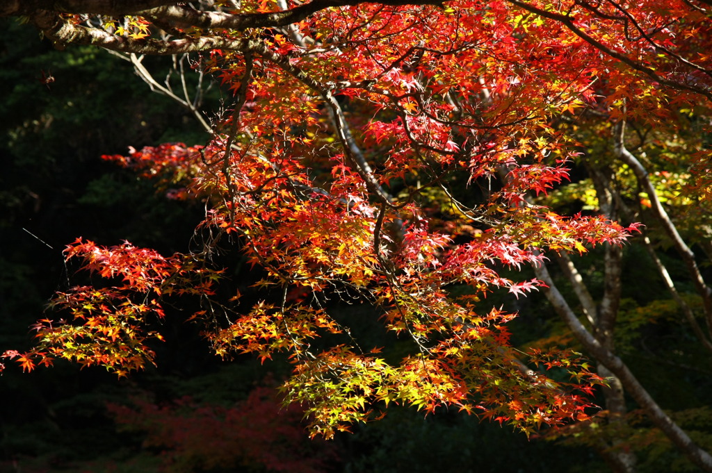 法然院の紅葉