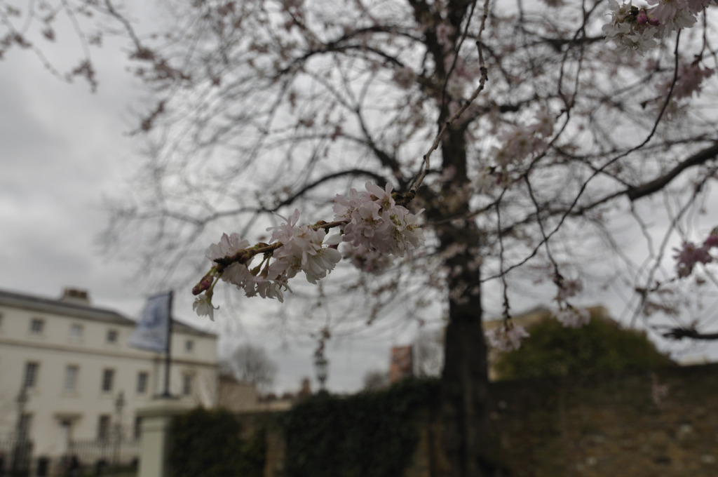 sakura