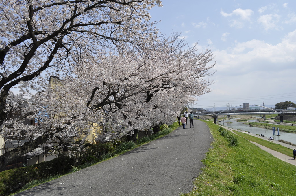 桜③