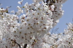 桜①