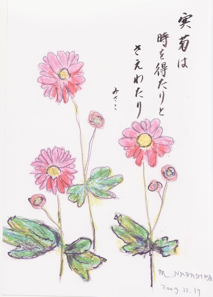 寒菊