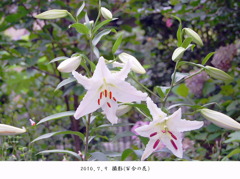 百合の花