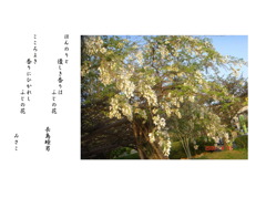 公園に咲いた藤の花