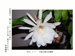 月下美人