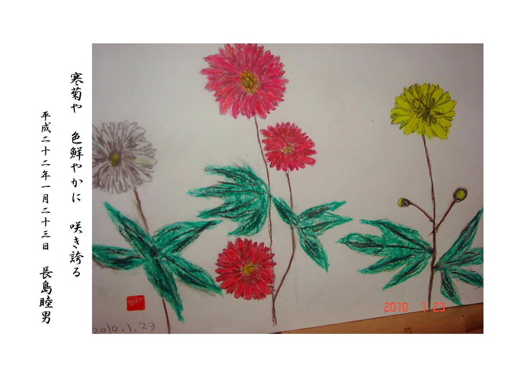 寒菊