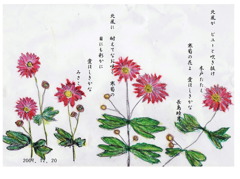 寒菊