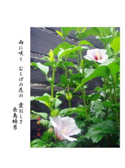 むくげの花