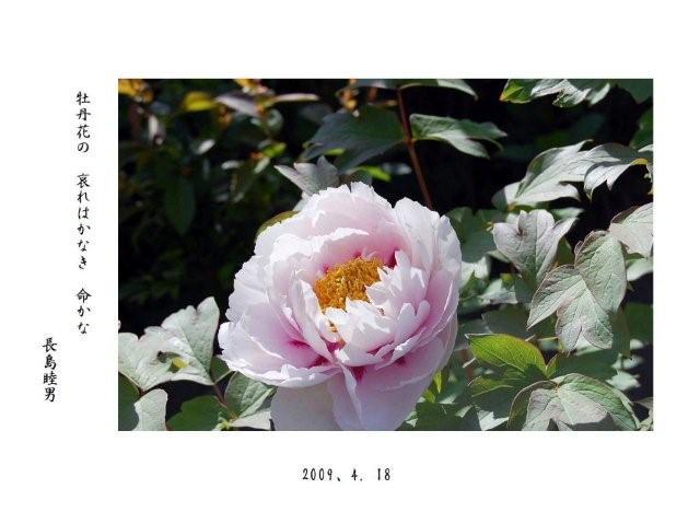 我が家に咲いた、ボタンの花