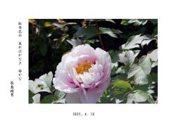 我が家に咲いた、ボタンの花