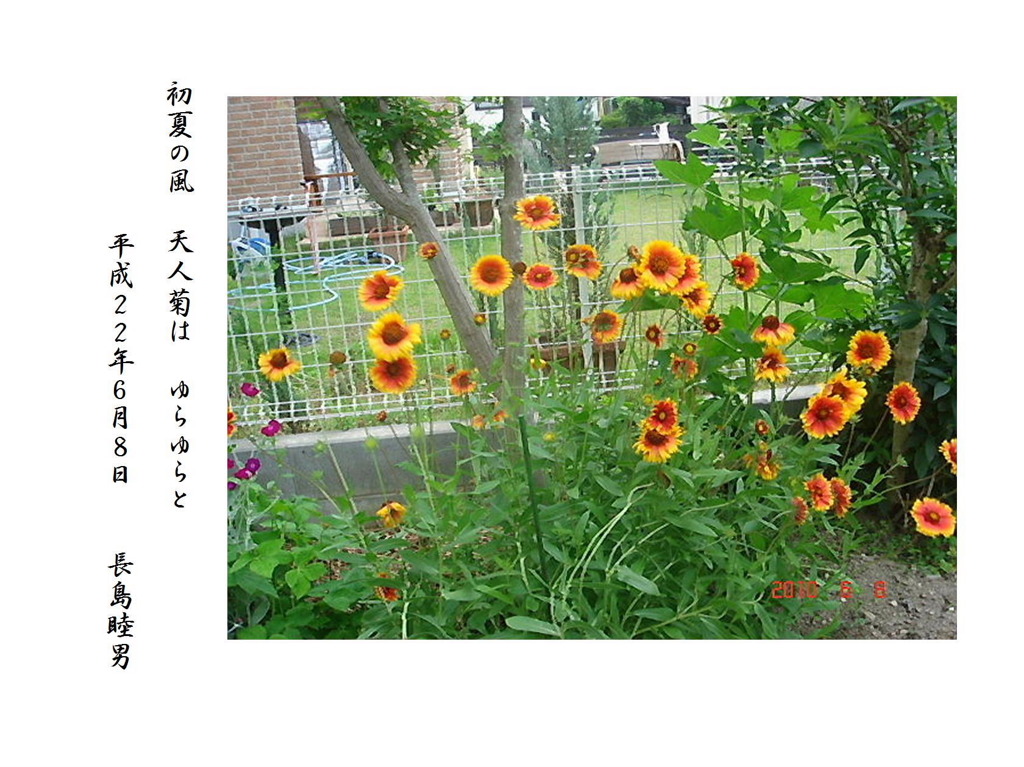天人菊