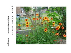 天人菊