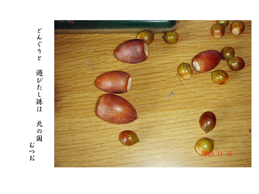どんぐり