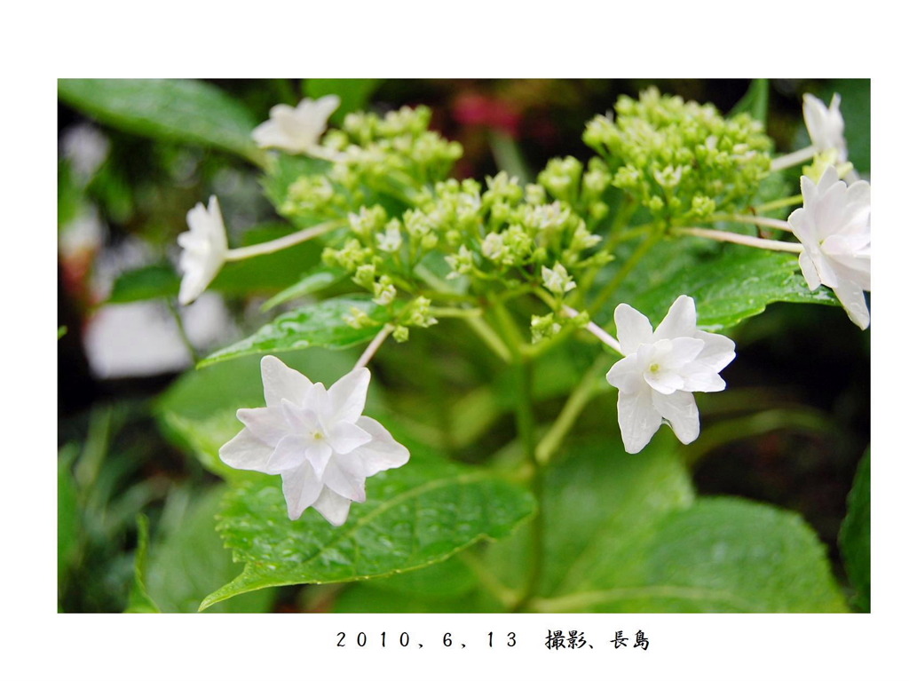 墨田の花火