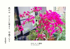 ブーゲンビレア