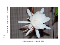 月下美人