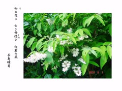 卯の花