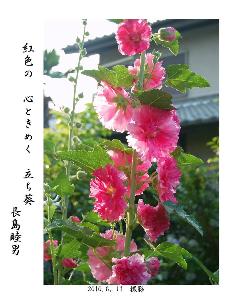 立ち葵