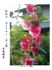 立ち葵