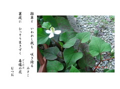 毒痛（どくだみ）の花