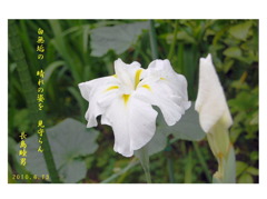 花菖蒲
