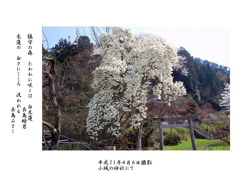 白モクレン