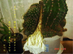 哀れにも、１日でしぼんだ、サボテンの花