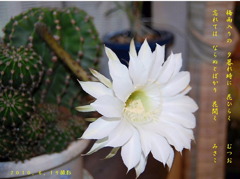 サボテンの花