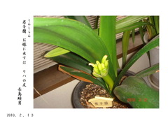 君子ラン